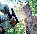 Reliable Hockinson, WA Tree Services Solutions