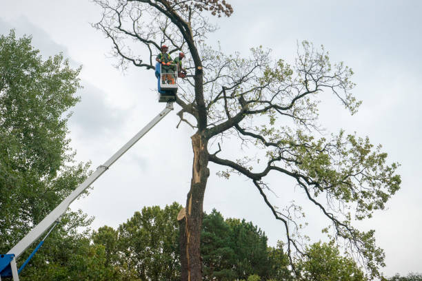 How Our Tree Care Process Works  in  Hockinson, WA